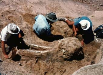 Nebraska Feature Fossils
