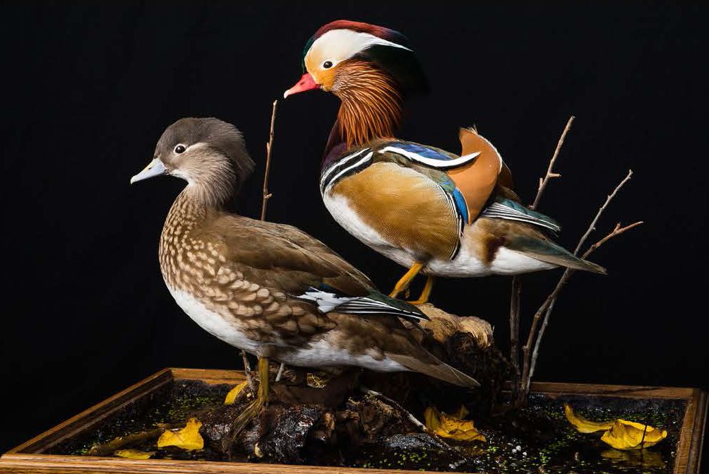 Game Birds of the World