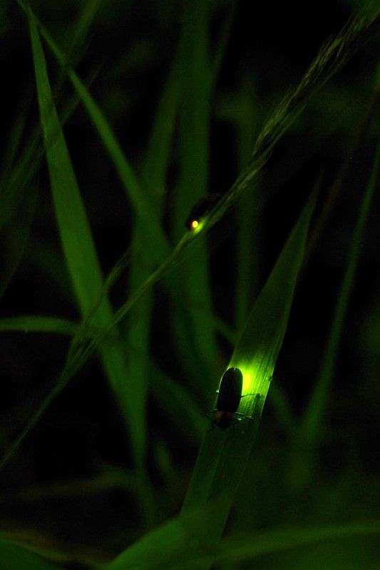 Flickering, Flashing Fireflies