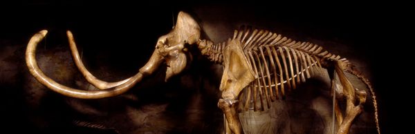 Vertebrate Paleontology : Science & Culture | Vertebrate Paleontology ...