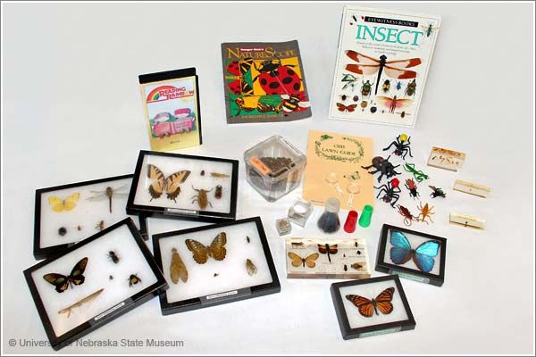 Insect Investigations