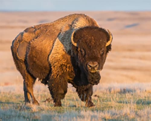 A buffalo on the plains.