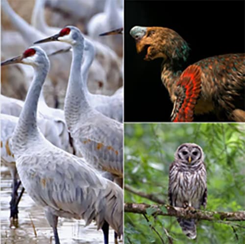 Images of three different birds including a crane and owl.