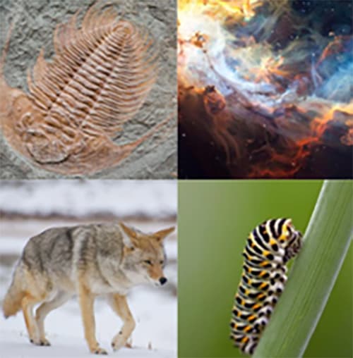 Separate images of a trillobyte fossil, the cosmos, a gray wolf and a caterpillar 