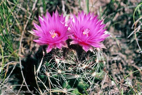 Purple Pincushion Cactus