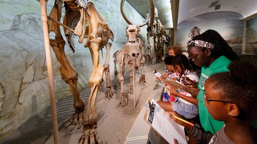 Students write notes on clipboards while examining fossil mammoths. 