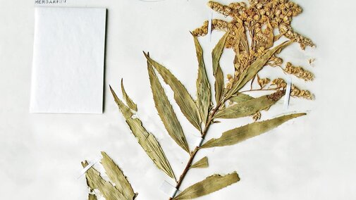 Goldenrod specimen preserved in collection format.