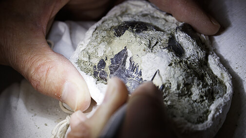Fossil lemur skull being excavated inside a field jacket. 