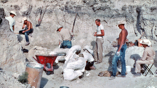 A team of researchers on a dig site applying plaster to a large fossilized mammoth skull. 