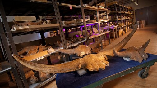 A collection of different bison horn fossils sit on a card in front of shelves containing other fossil specimens