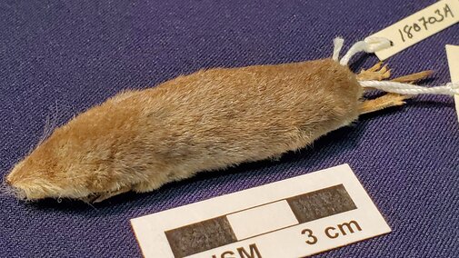 A small shrew prepared for the collection sits next to a ruler for scale.
