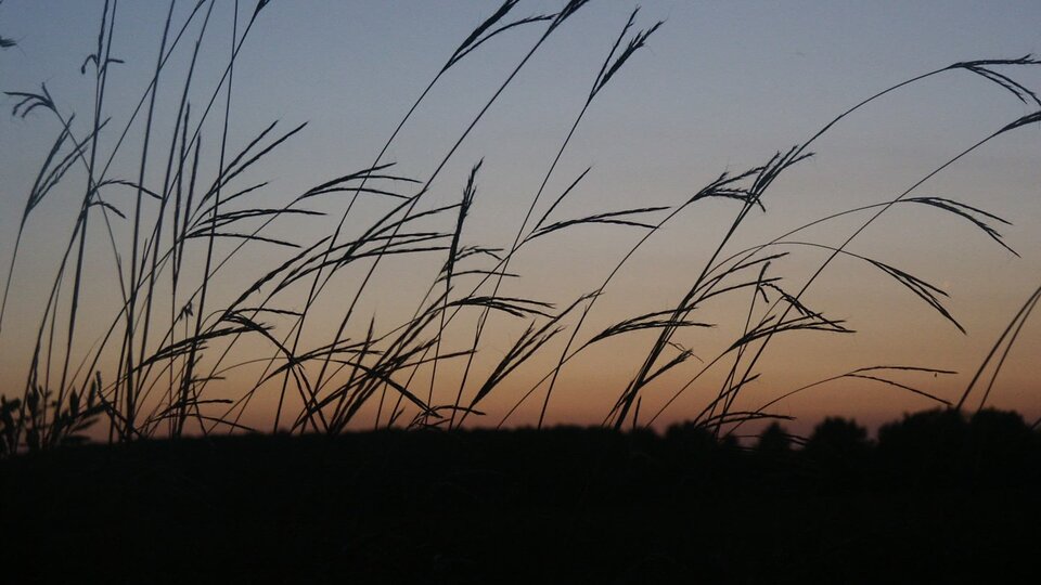 Prairie grasses close up against a silhouette horizon and sunset.
