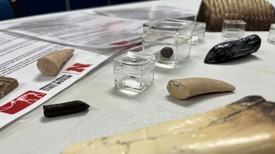 Fossils and activity guides lay on a table waiting to be used. 