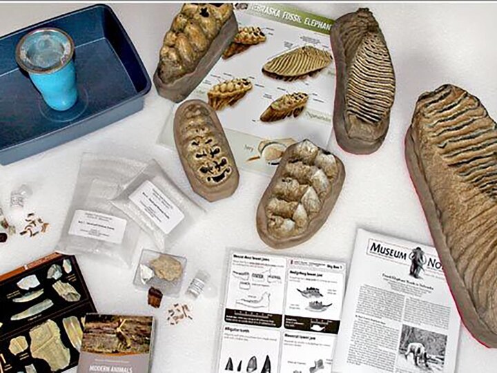 Elephant and mammoth tooth fossil replicas with info cards on a table. 