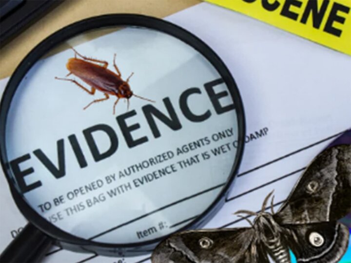 A magnifying glass over an Evidence paper with a beetle and butterfly