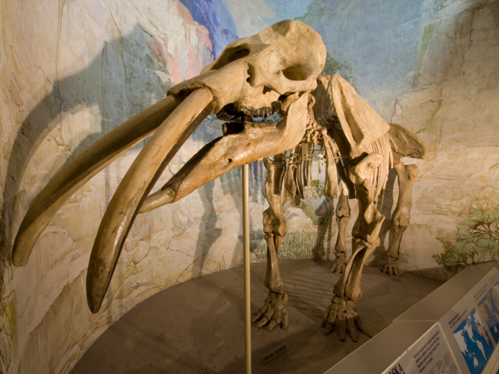 Elephant Hall fossil