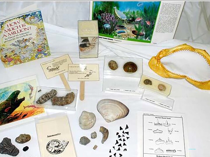 Sea shells and activity guides about ancient sea life. 