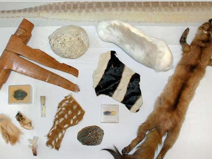A variety of animal skins and fur pieces for educational learning tools. 