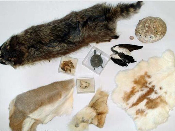 A racoon skin and a few other animal fur pieces on a table for education tools. 