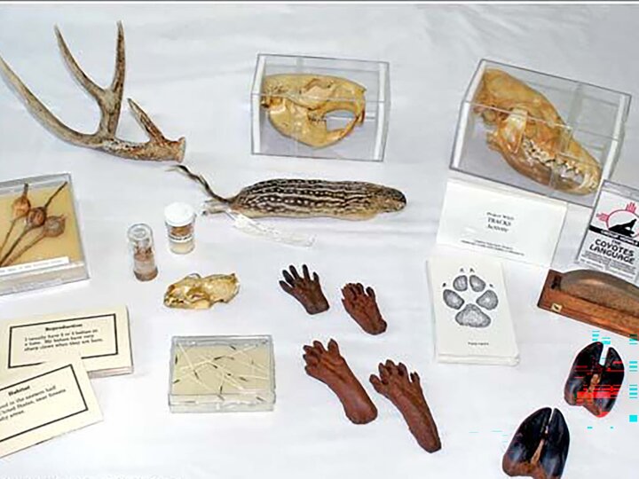 Antlers, small animal fossils, and info cards on a table. 
