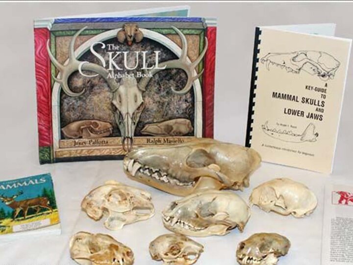Some fossil skulls and an activity booklet. 
