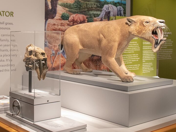 A saber tooth cat like creature model sits next to a replica fossil of its skull.