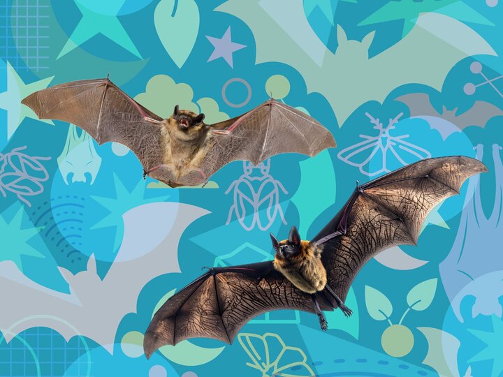 Two bats flying over a generated blue background of bat silhouettes. 