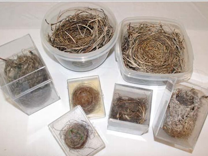 A variety of different sized bird nests. 