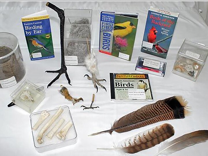 Feathers, bird guides and bird fossils. 