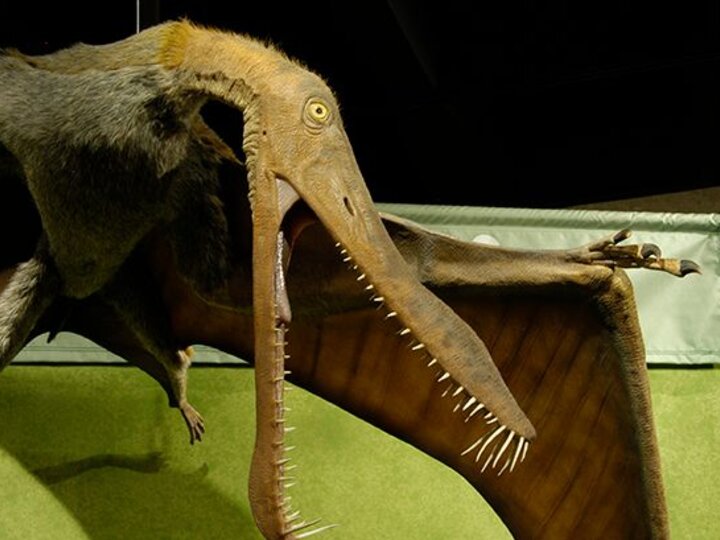 A model of a wildly fanged pterosaur menaces onlookers with its beak agape and wings outstretched.