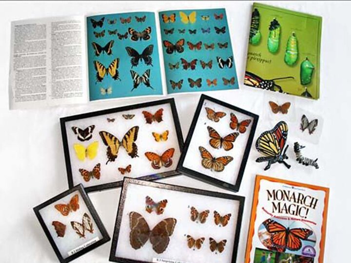 A variety of butterflies in miniature display cases. 