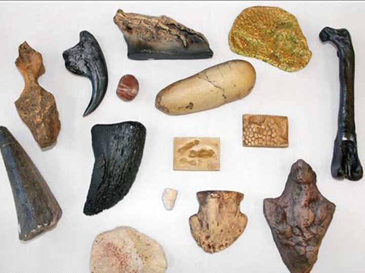 Dinosaur teeth, claws, and other fossils in mini display. 