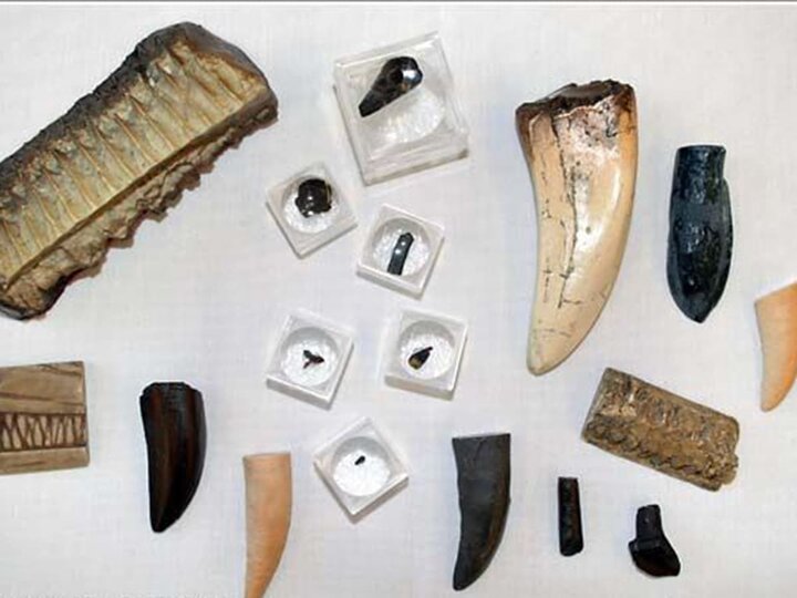 Fossil dinosaur and shark teeth on display