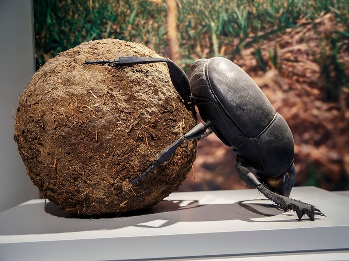 A large replica dung beetle with a dung ball on display at Morrill Hall. 
