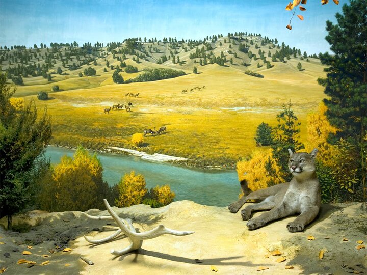 A taxidermy mountain lion lays in front of a sandhills diorama. 