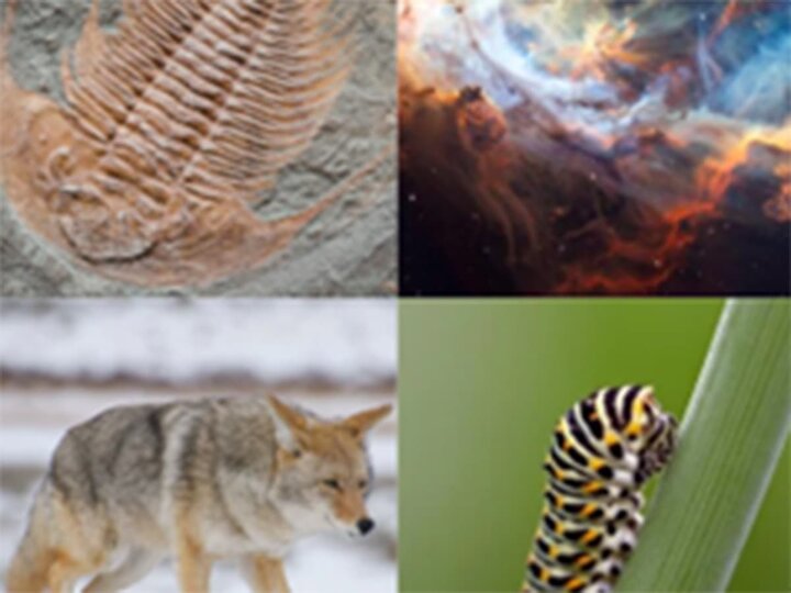 A collage of a galaxy, coyote, caterpillar, and trilobite