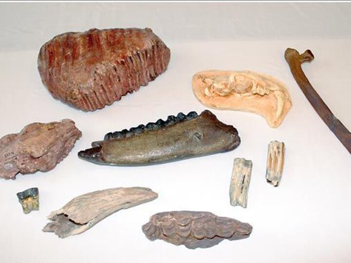 Fossil teeth and bones of different mammals. 