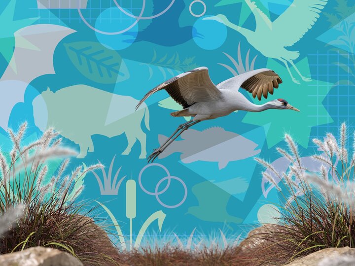 A sandhill crane flies over native grasses with a generated background of prairie animal silhouettes. 
