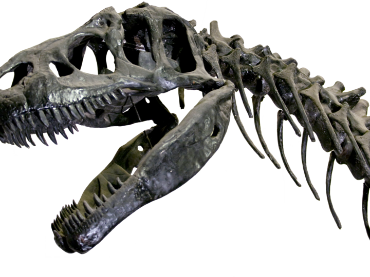 Close up on a the skull and neck bones of a tyrannosaurus.