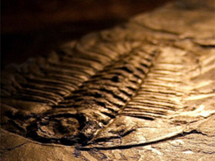 Trilobite fossil