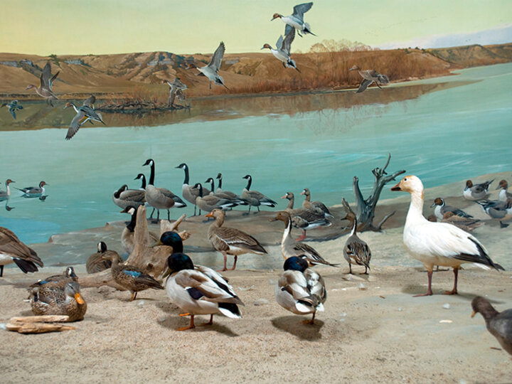 Diorama of birds on the Platte River in the Hall of Nebraska Wildlife
