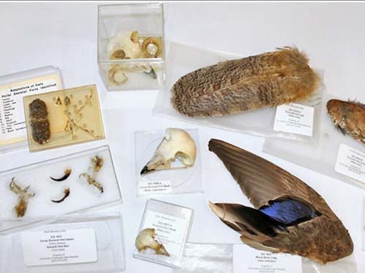 Owl feathers, claws, and skull on a table. 