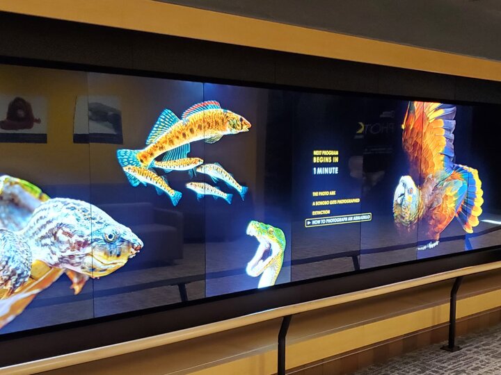 A huge display wall of photographs including several fish, a snake and a colorful parrot.