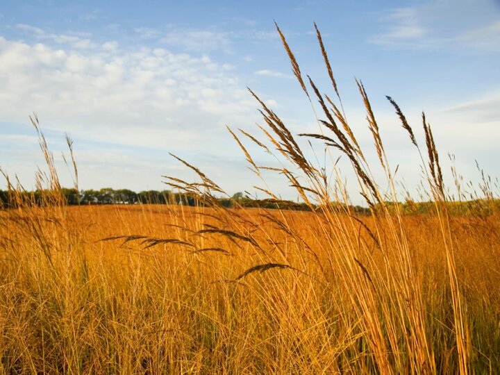 Prairie grass against a blue sky