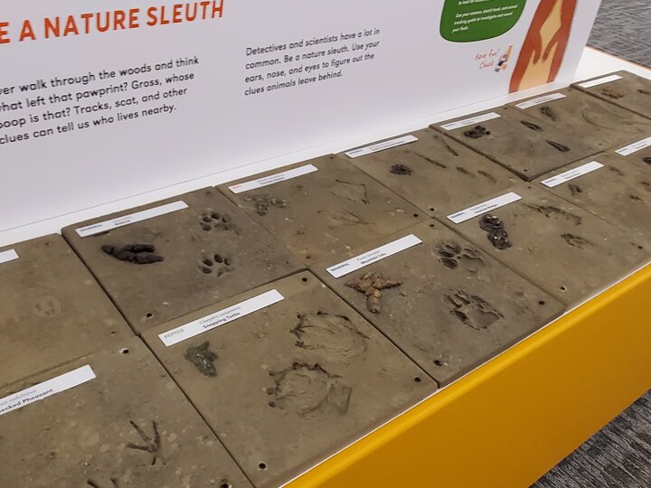 A display of square tiles with reproductions of poop and paw prints for patrons to examine.