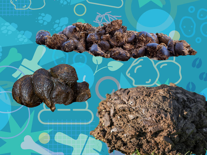Images of different animal piles of scat over a generated graphic background of science tools and tracks. 