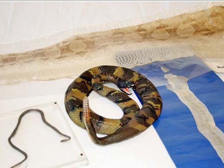 A large snake, small snake, and snake skin