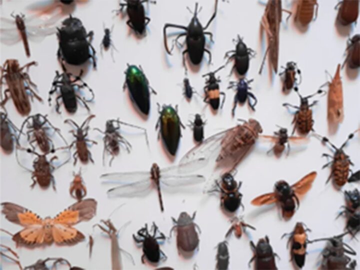 A variety of butterflies, beetles, dragonflies and other insects.