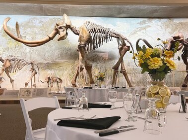 Archie the mammoth with event tables with flowers and cutlery set up in front of him. 
