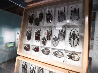MH - Goliaths (exhibit) | Morrill Hall | Nebraska State Museum